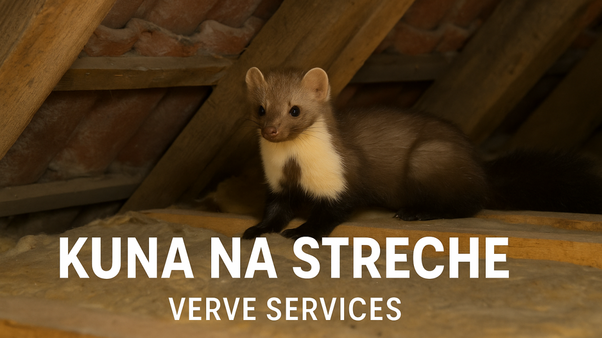 Ako sa zbaviť kuny v streche – účinné a dlhodobé riešenie